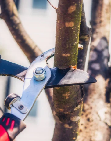 Tree Trimming Services